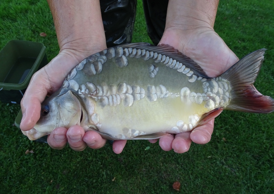 Stock Ponds